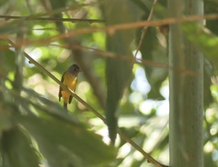 Culicicapa ceylonensis