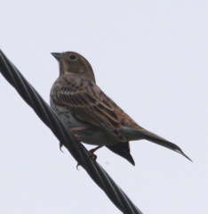 Emberiza citrinella × leucocephalos