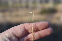 Aristida palustris