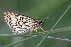 Heteropterus morpheus