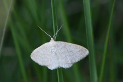 Scopula ternata