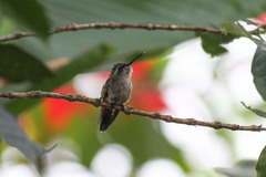 Chlorostilbon russatus