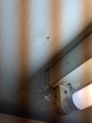 Holocnemus pluchei