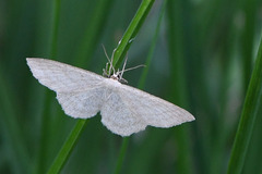 Scopula ternata