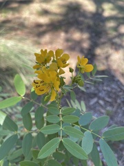 Senna chapmanii