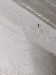 Holocnemus pluchei