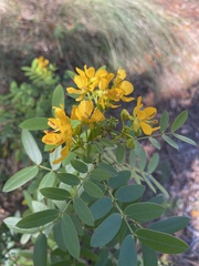 Senna chapmanii