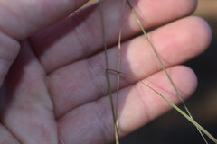 Aristida palustris