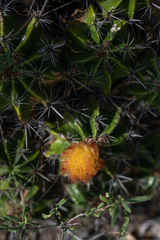 Ferocactus robustus