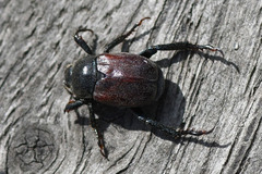 Hoplia