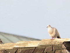 Streptopelia decaocto