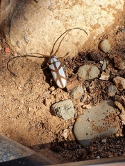 Prosopocera lactator