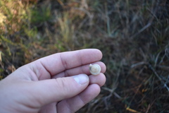 Daedalochila subclausa