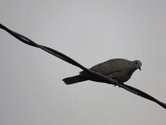 Streptopelia decaocto