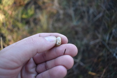 Daedalochila subclausa