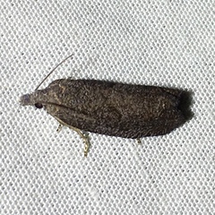 Eucosma sombreana