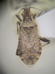 Aufeius impressicollis