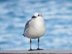 Leucophaeus atricilla