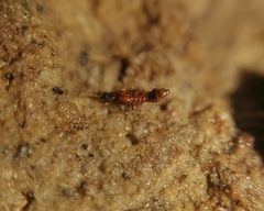 Staphylinidae