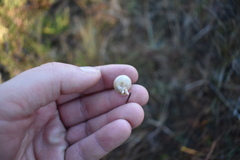 Daedalochila subclausa