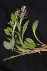 Weberbauera trichocarpa