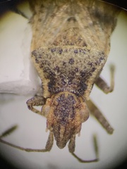 Aufeius impressicollis