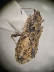 Aufeius impressicollis