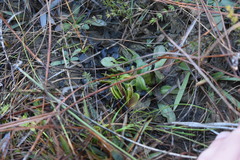 Dionaea muscipula