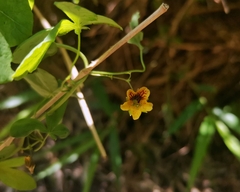 Tropaeolum ciliatum