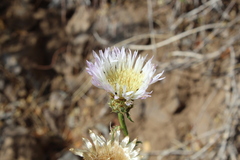 Plectocephalus chilensis