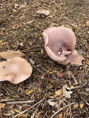 Lepista