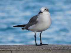 Leucophaeus atricilla