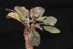 Weberbauera trichocarpa