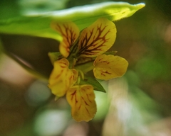 Tropaeolum ciliatum