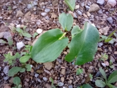 Arisarum