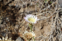 Plectocephalus chilensis