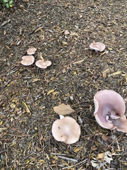 Lepista