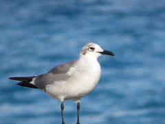 Leucophaeus atricilla