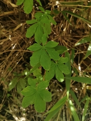 Tropaeolum ciliatum