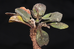 Weberbauera trichocarpa