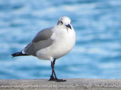 Leucophaeus atricilla