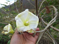Ipomoea praecana