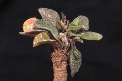 Weberbauera trichocarpa