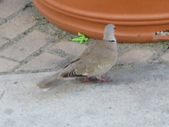 Streptopelia decaocto