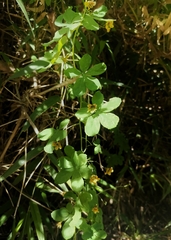 Tropaeolum ciliatum
