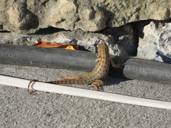 Leiocephalus carinatus