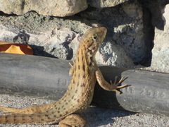 Leiocephalus carinatus