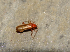 Phymatodes testaceus