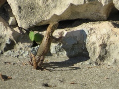 Leiocephalus carinatus