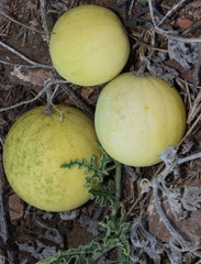 Citrullus colocynthis
